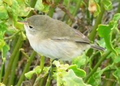 Certhidea fusca