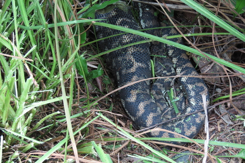 Coastal Carpet Python sighting