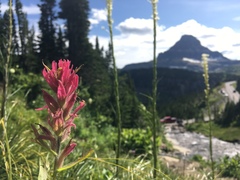Castilleja rhexiifolia