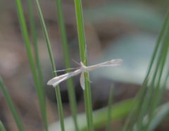 Gillmeria pallidactyla