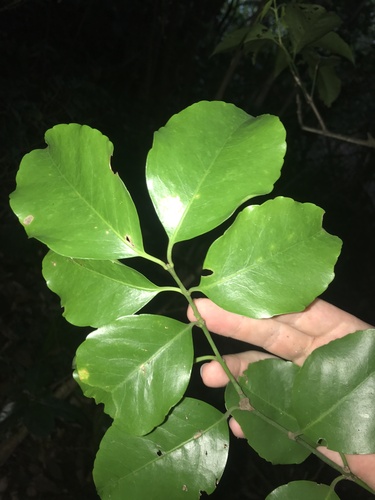 Euonymus chibae iNat (1)