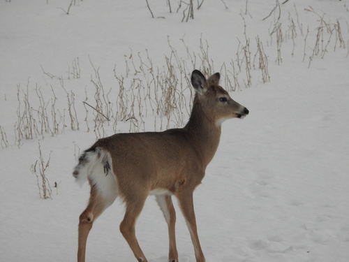 White-tailed Deer