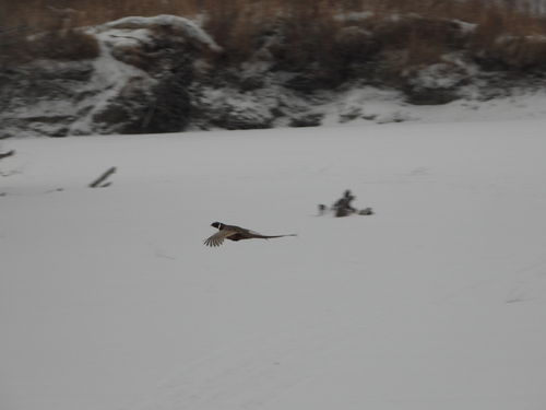 Ring-necked Pheasant