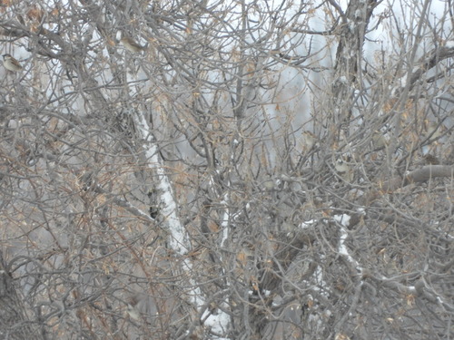 House Sparrow photographed in North Dakota