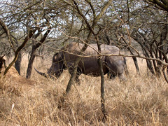 Rhinocerotidae
