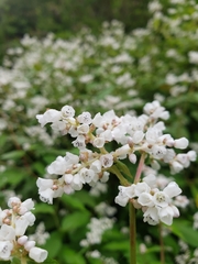 Koenigia campanulata