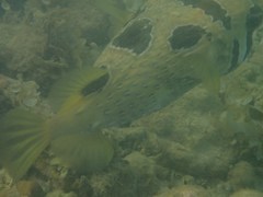 Diodon liturosus