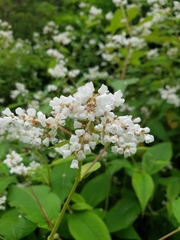 Koenigia campanulata