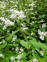 Koenigia campanulata