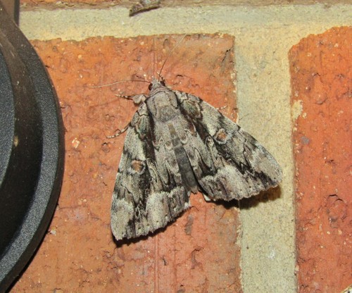 Mourning Underwing photo 5