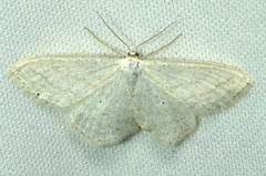 Scopula ancellata
