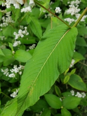 Koenigia campanulata