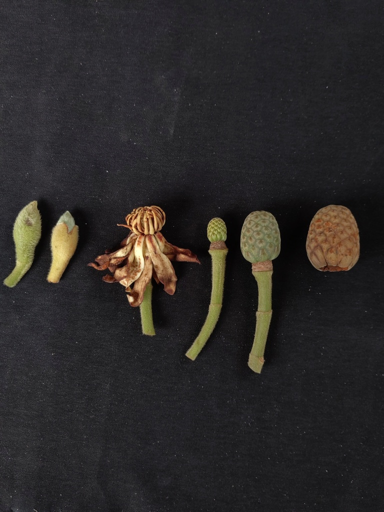 Wau-beech (Magnolia vrieseana)