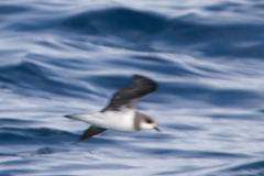 Pterodroma mollis