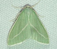 Chlorosea margaretaria