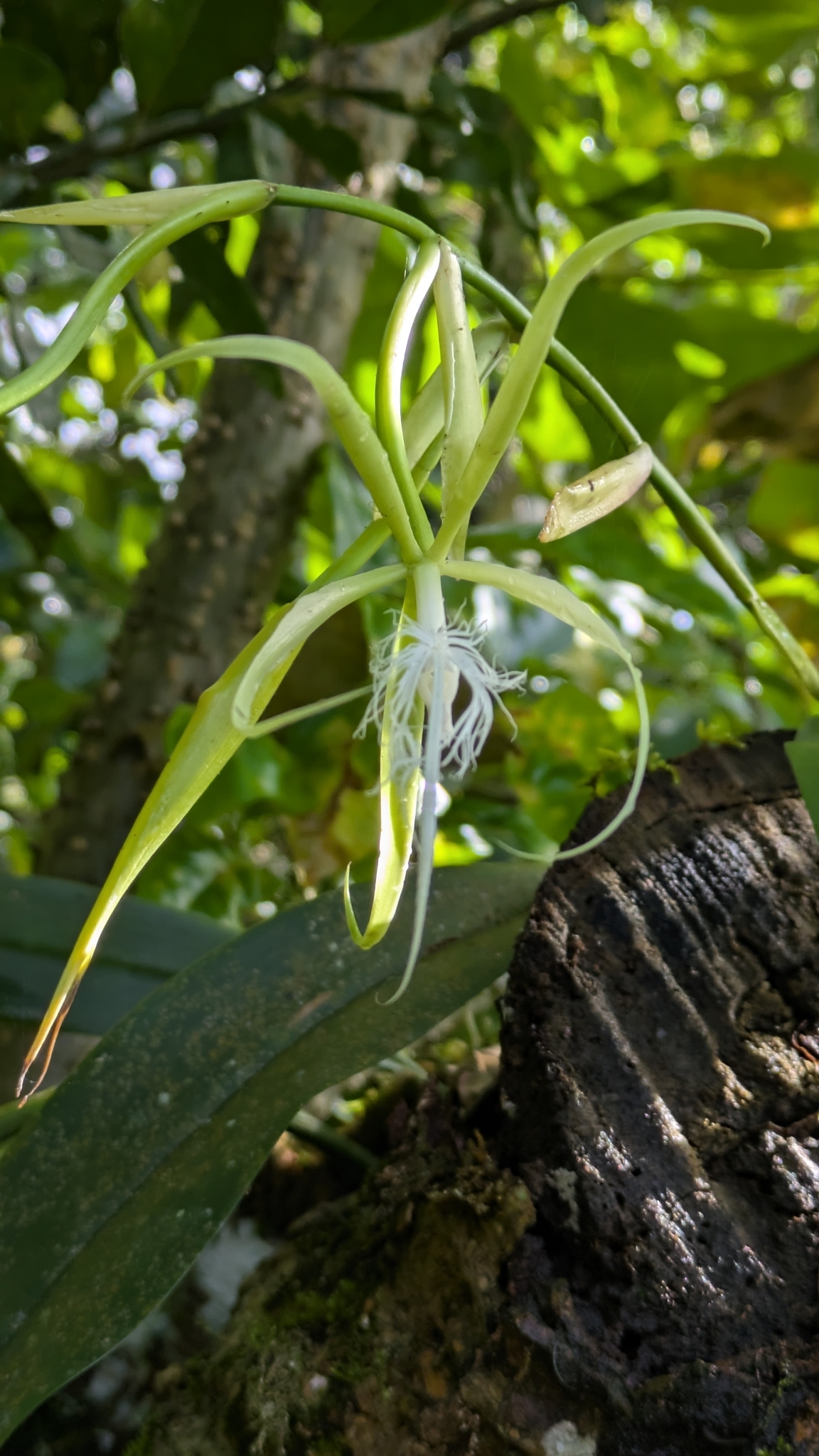 Imagem de Orquídea Chuva de Ouro