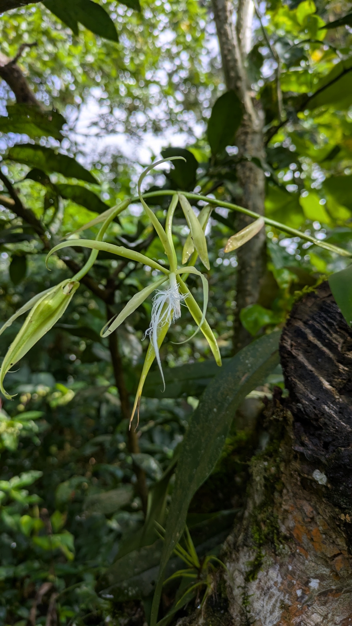 Imagem de Orquídea Chuva de Ouro