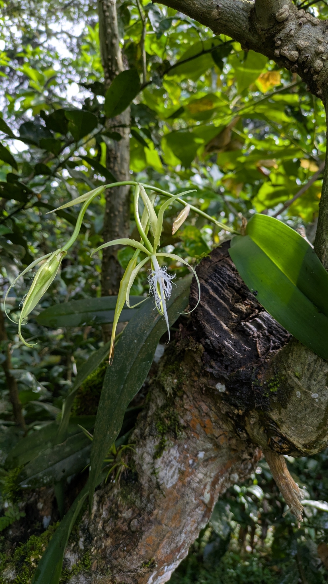 Imagem de Orquídea Chuva de Ouro
