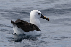Atlantic Yellow-Nosed Albatross photo 4