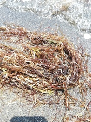 Gracilariaceae
