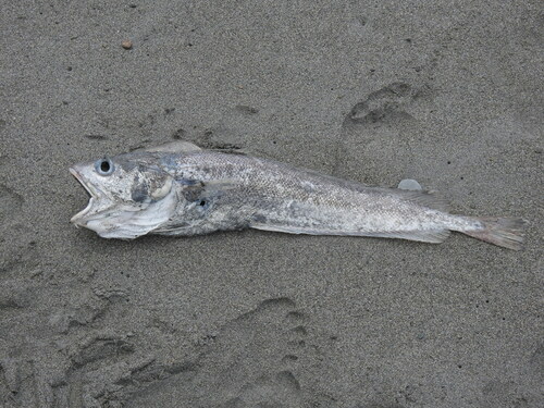 Hoka (Pseudophycis bachus) — Moridae — 5