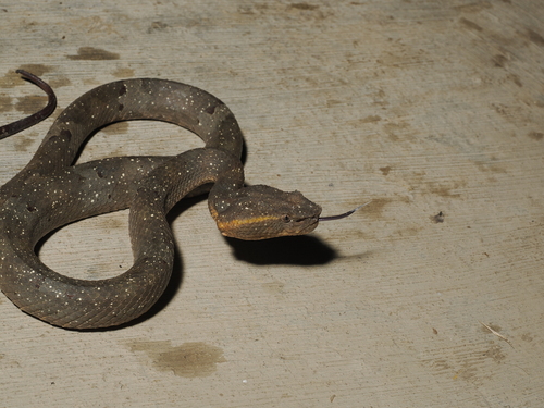 Ashy Pit Viper