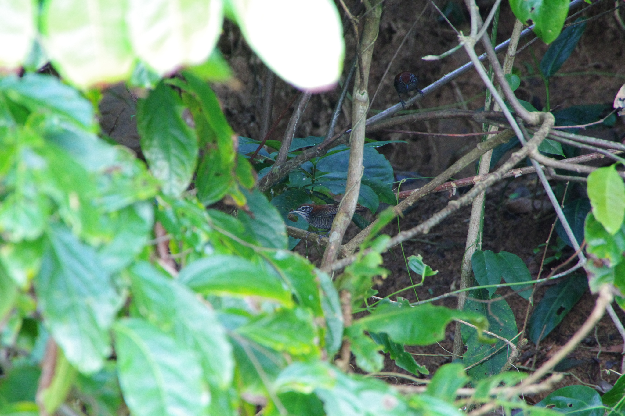 Riverside Wren (Cantorchilus semibadius), photo 6