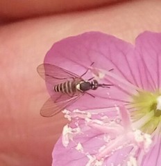 Phthiriinae