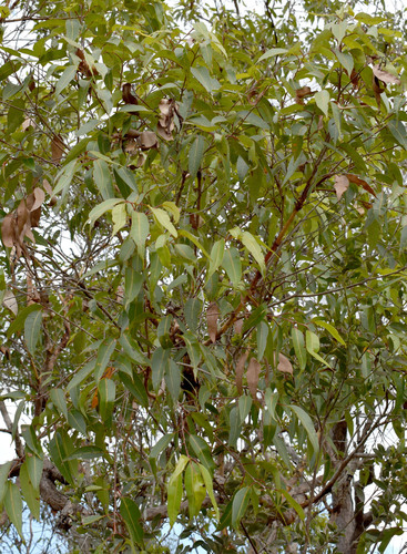 Corymbia abergiana, 2024-12-15