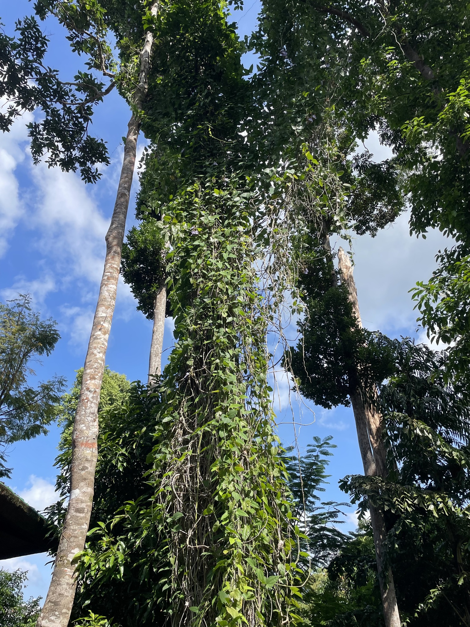 Imagem de Tumbérgia-azul
