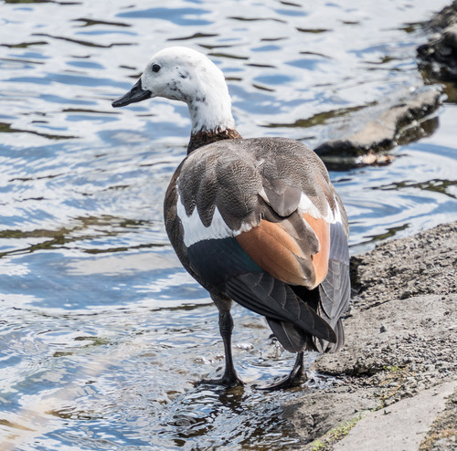 Paradise Shelduck (Tadorna variegata)