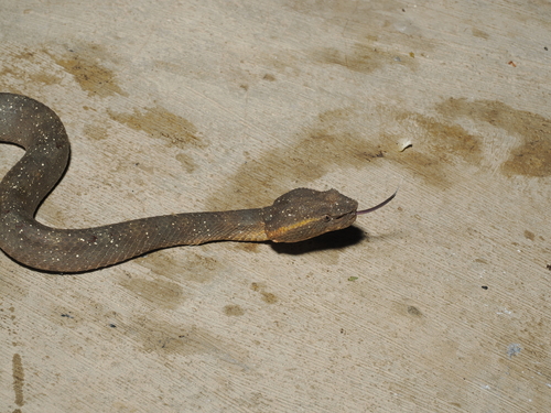 Ashy Pit Viper