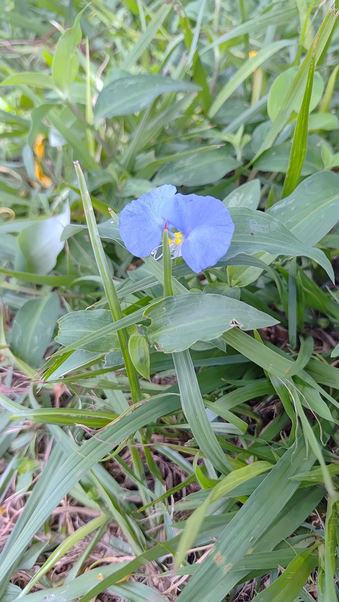 Commelina erecta