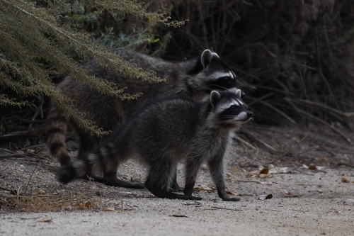 iNaturalist observation photo of Common Raccoon