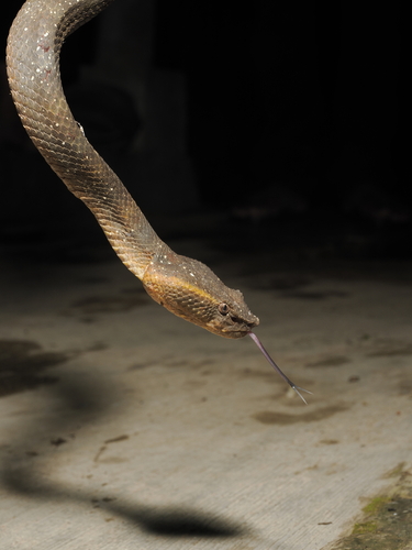 Ashy Pit Viper