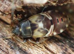 Rhyparochromus vulgaris