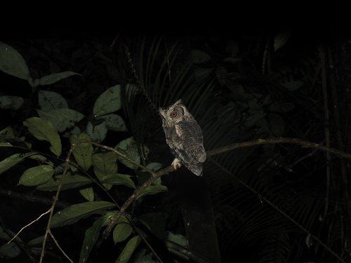 Sunda Scops Owl (Otus lempiji), photo 2