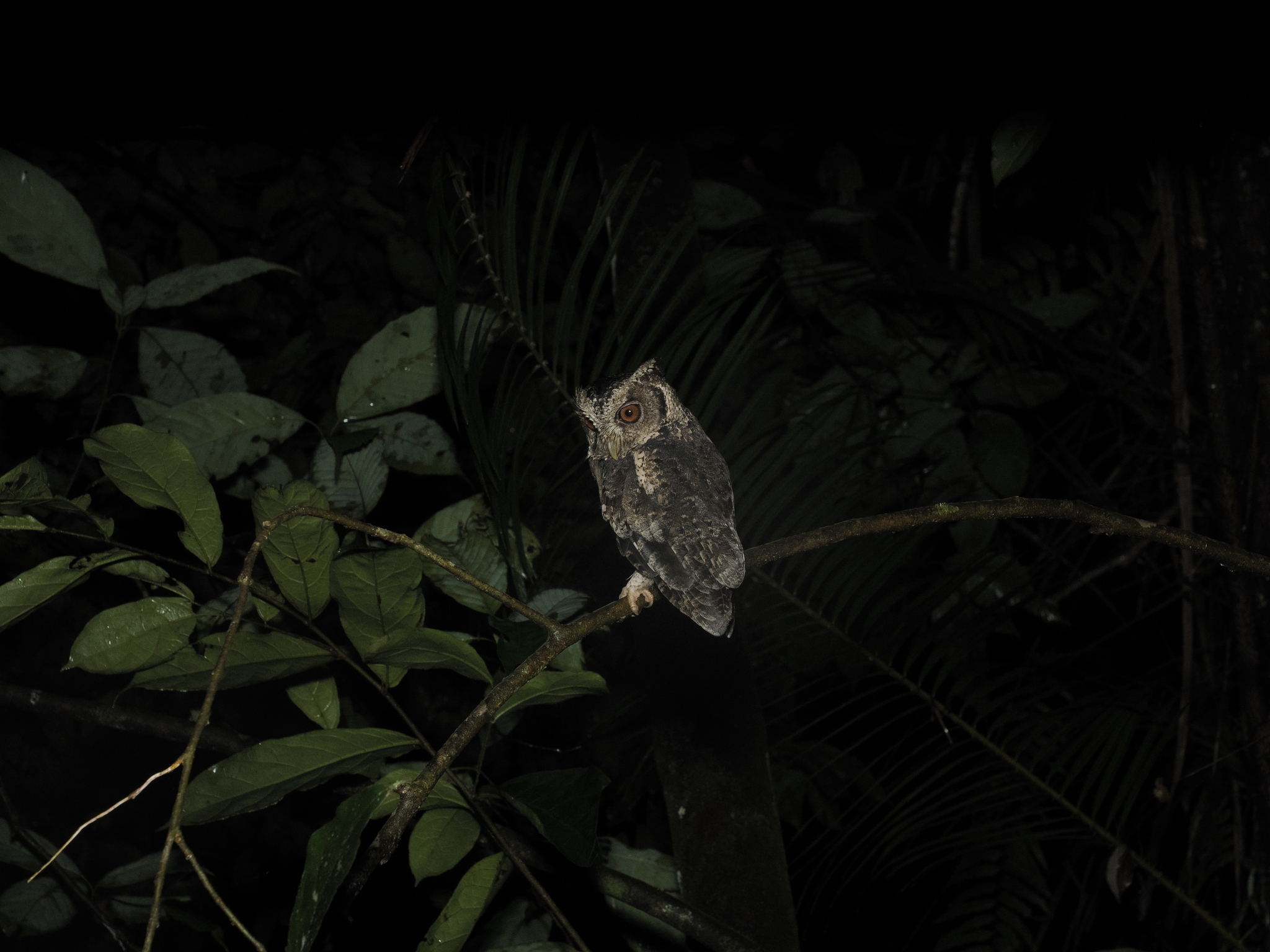 Sunda Scops Owl