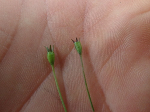 Image of Wahlenbergia gracilis by no rights reserved