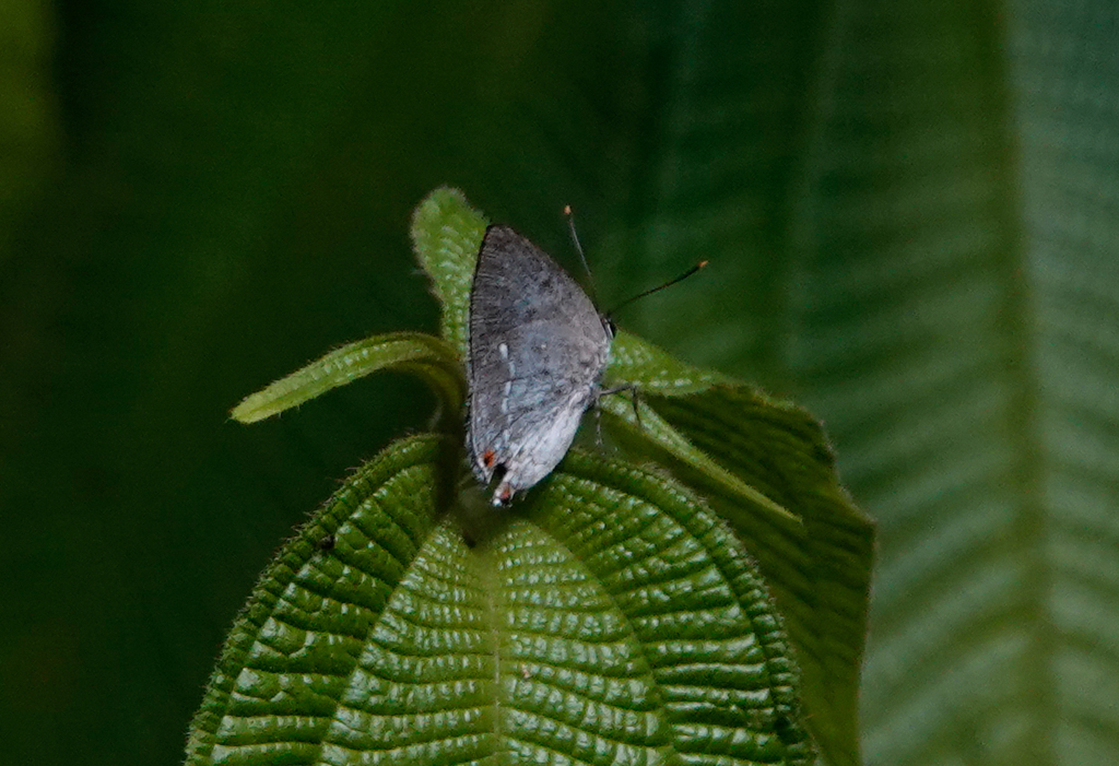 Siderus parvinotus
