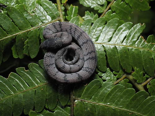 Smooth Slug Snake