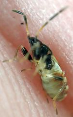 Rhyparochromus vulgaris