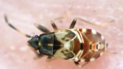 Rhyparochromus vulgaris