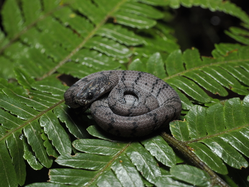 Smooth Slug Snake