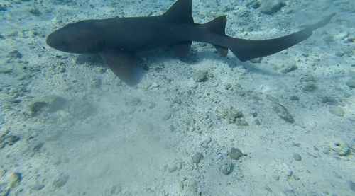 Nurse shark