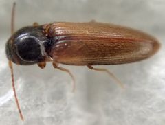 Hemicrepidius hemipodus