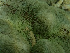 Stichodactyla haddoni