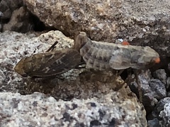 Lystridea