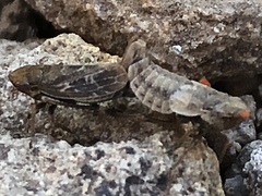 Lystridea