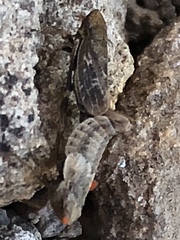 Lystridea